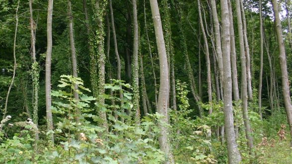 Gérer de manière durable la zone Natura 2000 luxembourgeoise