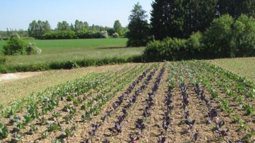Biolandwirtschaft wirkt ! - auch im Klimaschutz