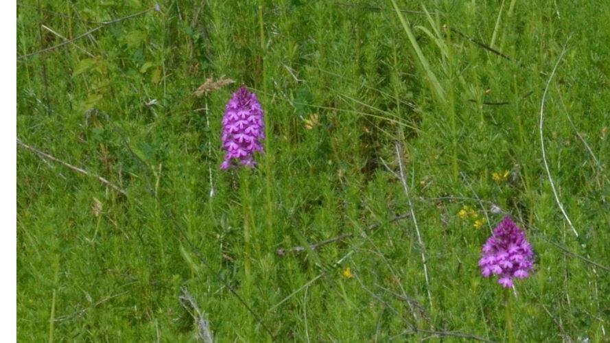 Visite guidée Parc Klosegrënnchen Arboretum Kirchberg