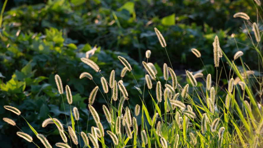 Mise en œuvre de la Directive européenne sur la restauration de la nature