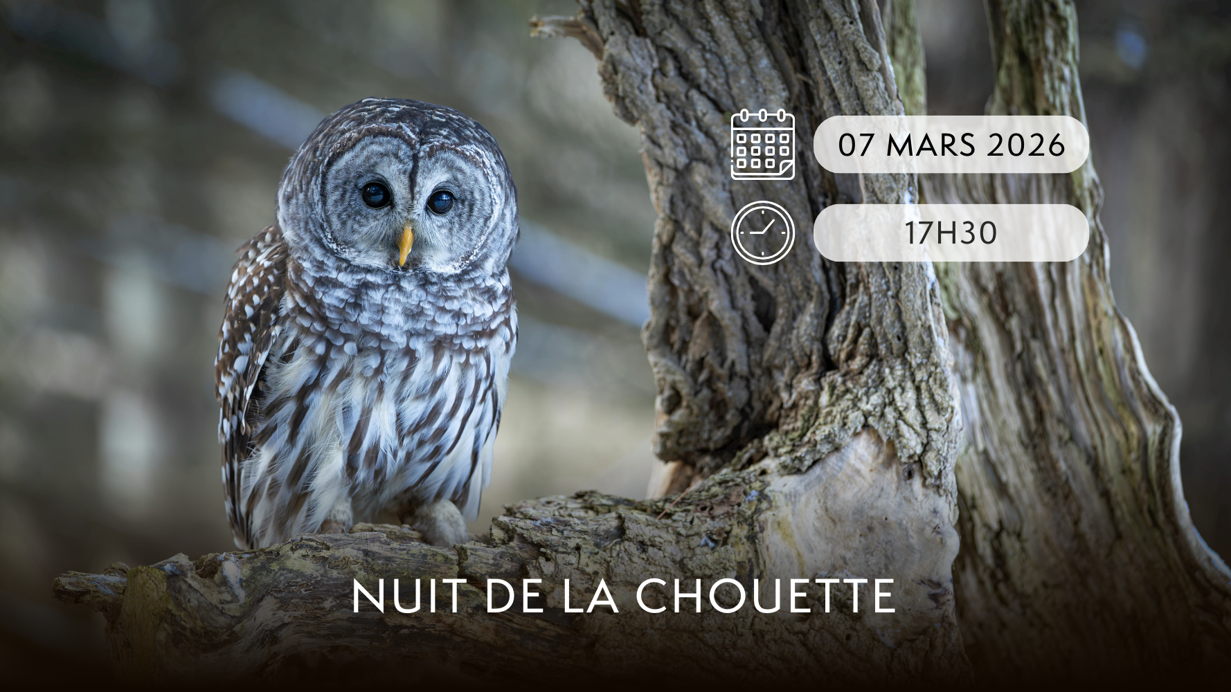 Nuit de la chouette