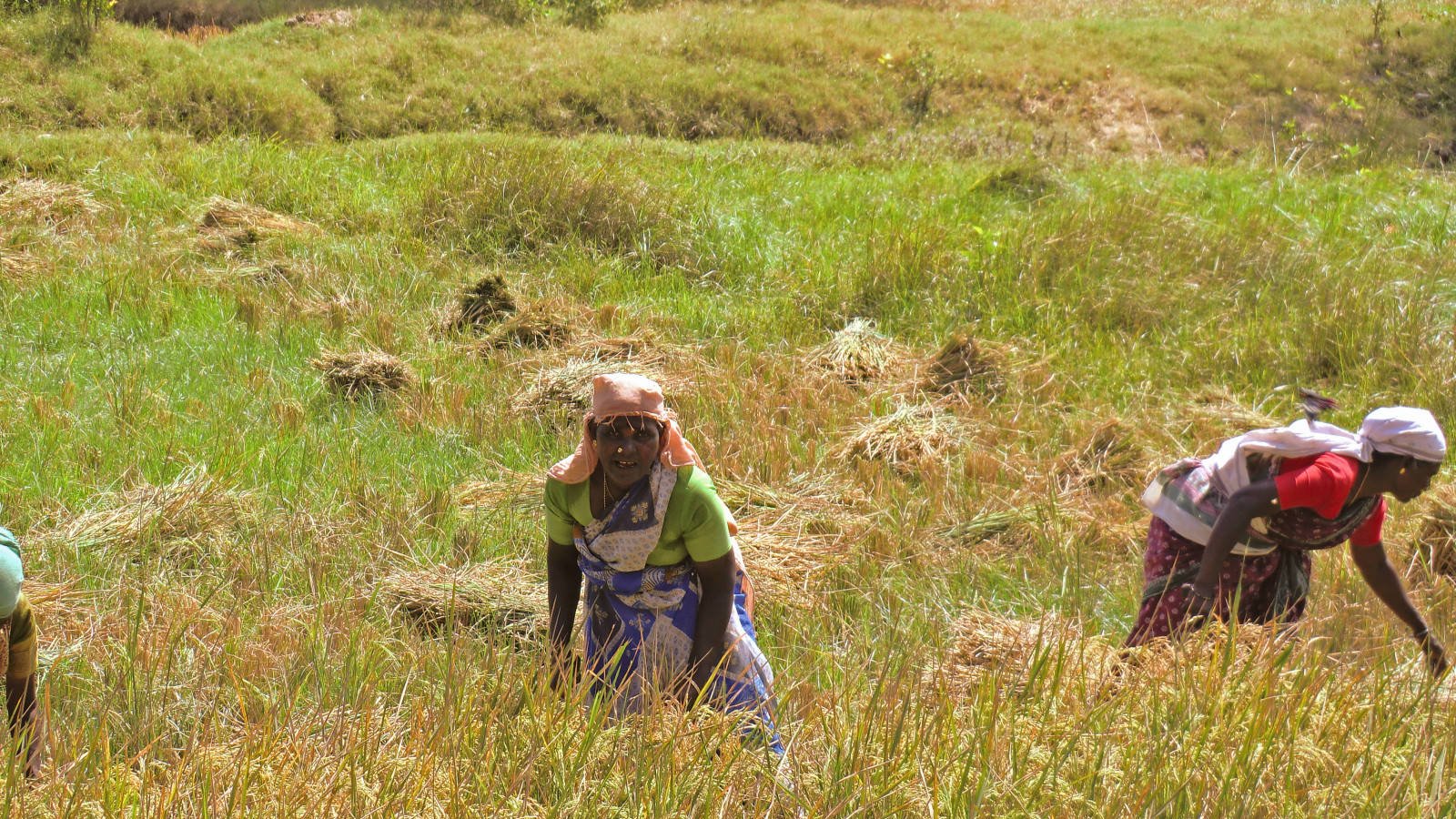 Inde : une application mobile permet d'indemniser les agriculteurs rapidement
