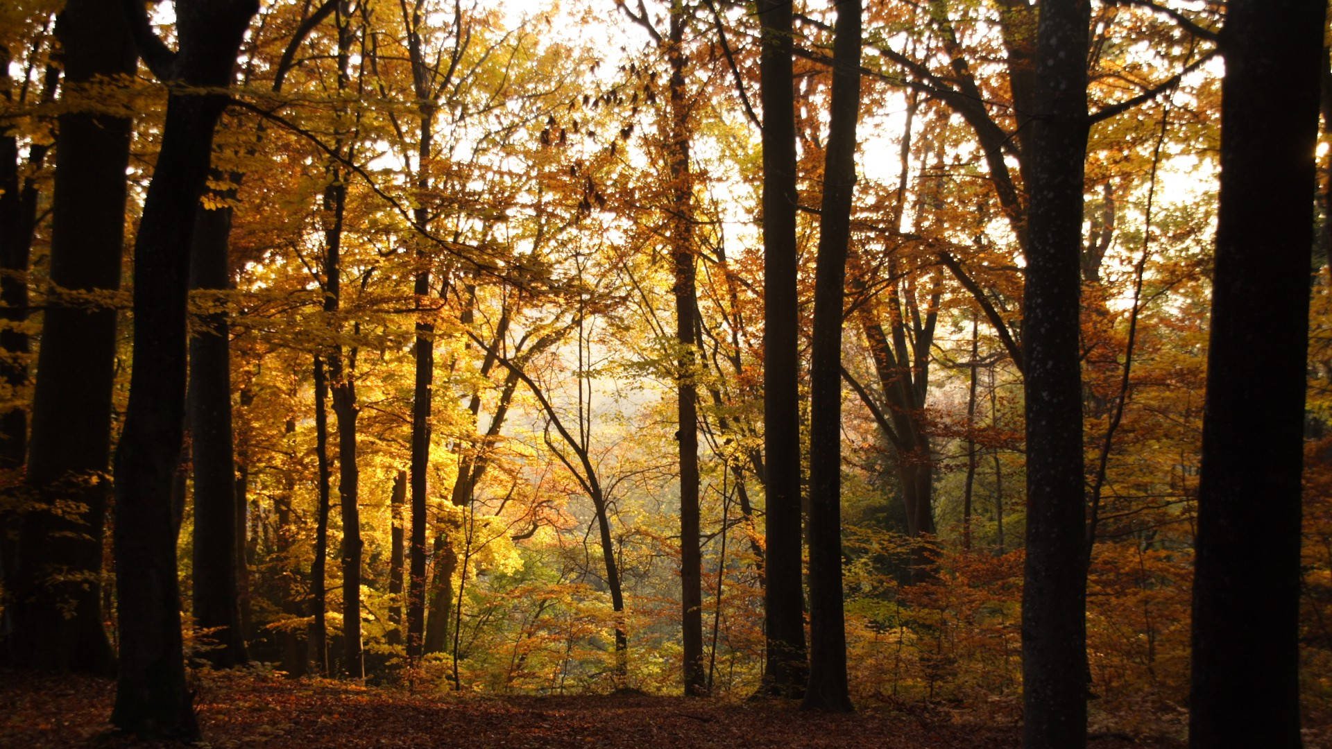 Période de quiétude en forêt et information sur les chasses en battue