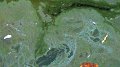 Expertise sur les cyanobactéries, ou algues bleues, au LIST