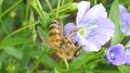 Protecting water resources and bees from pesticides
