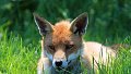Prolongation de l'interdiction de la chasse au renard et création d'un groupe de suivi renard
