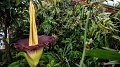 La plus grande fleur du monde en floraison pour 72 heures à Nancy