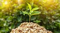 Les avantages et enjeux de la biomasse