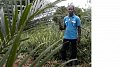 Ananas du Bénin : ça porte ses fruits !