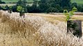 Jeune plantation en agroforesterie