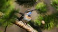 Parrainage d'oiseau chez natur&ëmwelt a.s.b.l.