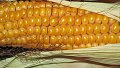 UE : Maïs OGM au menu des discussions