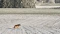 La présence du loup à nouveau confirmée