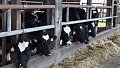 Des paysans bretons s'en sortent bien… en changeant l'agriculture