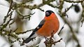 Recensement des oiseaux en hiver les 27 et 28 janvier 2018