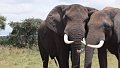 Les systèmes de renseignement sont indispensables à la protection des éléphants d'Afrique