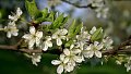 La taille des arbres fruitiers et le greffage : Cours pratiques proposés par natur&ëmwelt