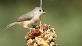 Le béaba de la mangeoire à oiseaux