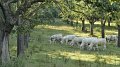 L'arbre, le loup, le castor et notre avenir