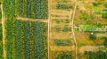 L'Europe affaiblit son règlement déforestation : un recul pour le climat