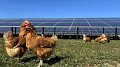 Enovos conjugue énergie et biodiversité avec l'agri-PV