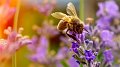 Tous ensemble pour les pollinisateurs