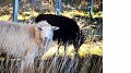 Photovoltaïque : des moutons au service de la biodiversité