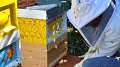 Les abeilles et la technologie au service de la biodiversité