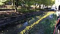 DUCK RACE 2024