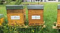 Des nouvelles de nos abeilles Infogreen au Limpertsberg