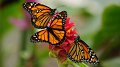Et si vous faisiez une pause au Jardin des Papillons ?