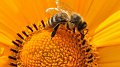 NATURATA Kannerspaass : À la découverte des abeilles