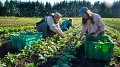 Quel avenir pour l'agriculture bio au Luxembourg ?