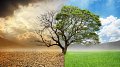 Planter plus d'arbres pour éliminer le dioxyde de carbone de l'air ?