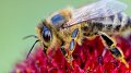 Sensibilisation aux abeilles et à la biodiversité