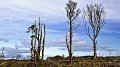 Et si la propagation du COVID-19 avait été accélérée par la déforestation ?