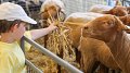 Foire agricole à Ettelbruck : gagnez du temps, allez-y en train !