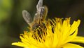 Un peu de sursis pour les abeilles européennes
