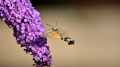 Reconnaître les pollinisateurs - Workshop