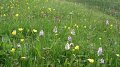 Les orchidées des prairies humides déploient leurs pétales