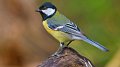 Journée mondiale des oiseaux migrateurs (08.05.21) et Journée de l'Europe (09.05.21)