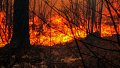 Canicule : Risque accru d'incendies en forêt