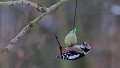 In den Gärten hat diesen Winter die Amsel den Schnabel vorn