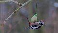 In den Gärten hat diesen Winter die Amsel den Schnabel vorn