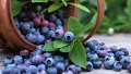 Contamination de myrtilles congelées par des norovirus