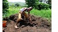Action de Noël : Aidons les agriculteurs du Kivu à sortir de la pauvreté grâce à l'agriculture durable !