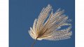 Miscanthus, a promising biomass crop