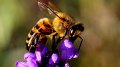 Sensibilisation aux abeilles et à la biodiversité