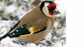 Recensement des oiseaux des jardins en hiver le 29, 30 et 31 janvier 2020 !