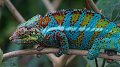 Un caméléon qui guide le consommateur